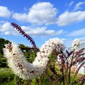 Actaea simplex 'Brunette'